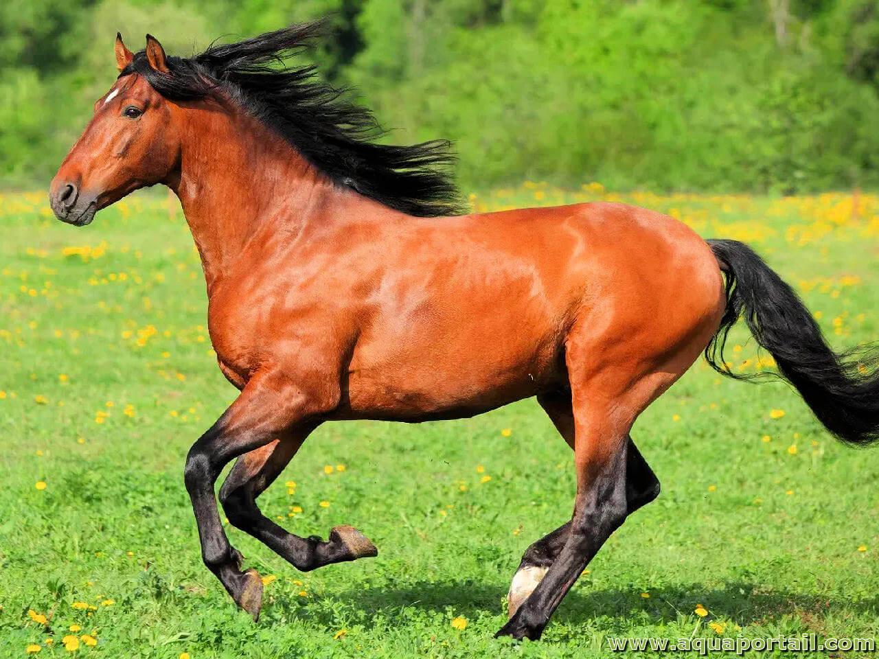 LArt Équestre à Travers ⁢le Bronze : La Tête de⁤ Cheval comme Symbole